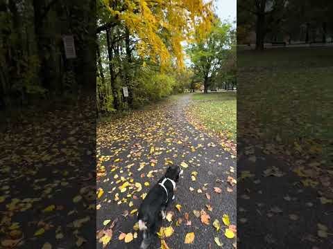 Autumn Sumac and Sugar Maple