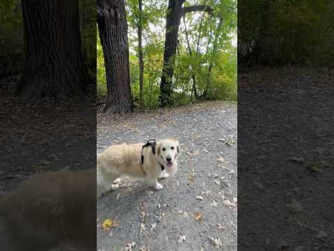 My morning walk with Lola