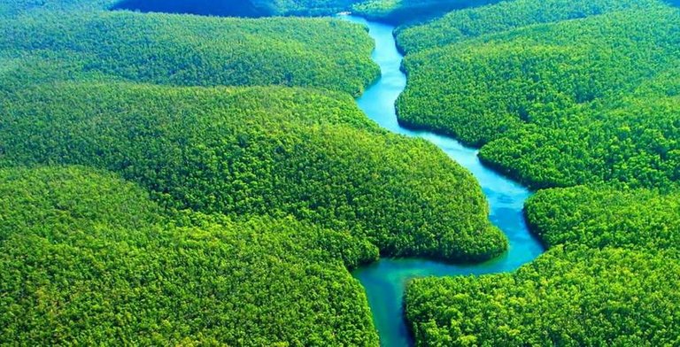 ![amazon-rain-forest.jpg](https://ipfs.busy.org/ipfs/QmWjnGiwWG2Tji1sreZvd2RvgrXaQejfshJwrdDAB32zEf)
