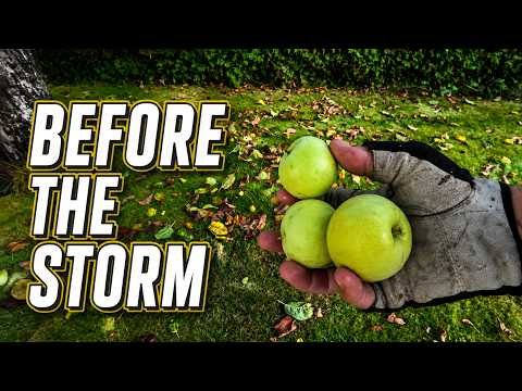 It's Wise to Pick Up Fallen Apples Before the Storm Starts