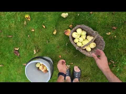 Picking Up Apples Always Gives Me a Sweet Reward