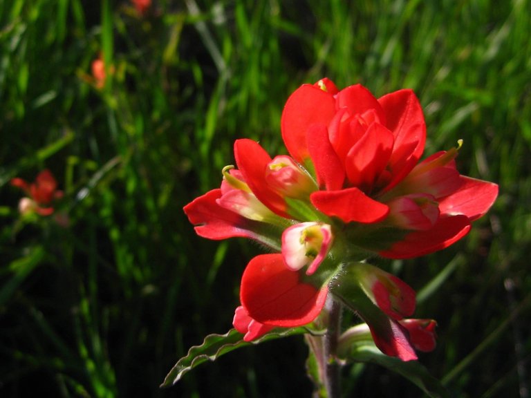 Indian_Paint_Brush