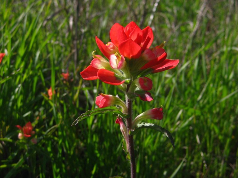 Indian_Paint_Brush1