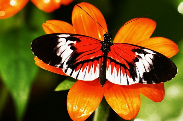 35_most_beautiful_butterfly_pictures_34
