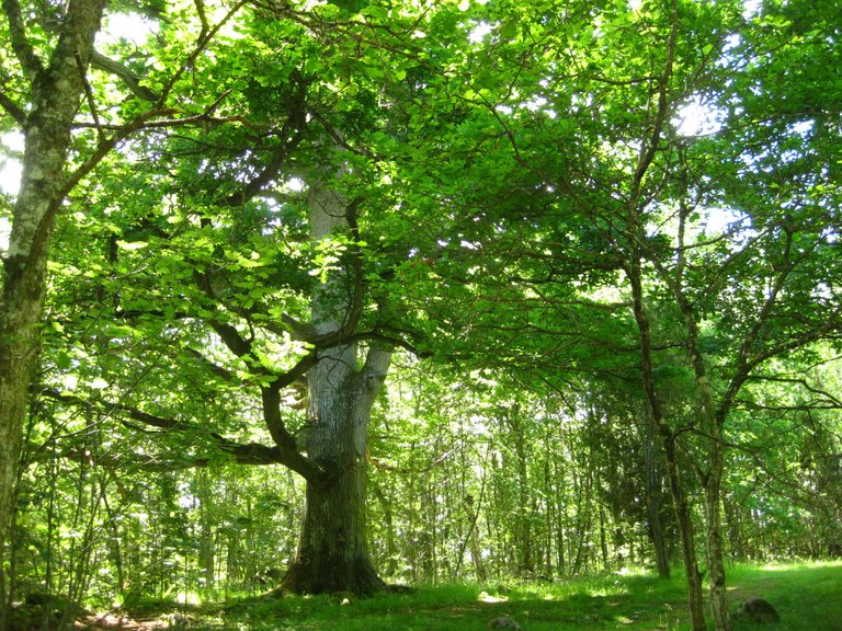 Book_Forest_1