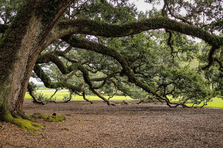 virginia_live_oak_440351_1920