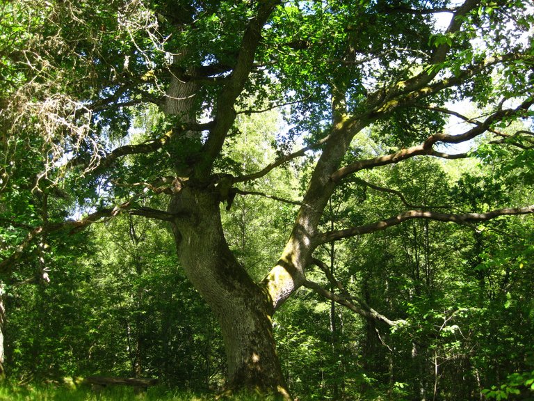 Book_Forest_7