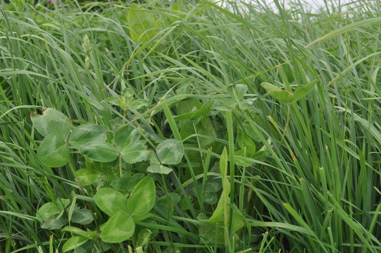 2_Clover_and_grass_perennial_mixture_2