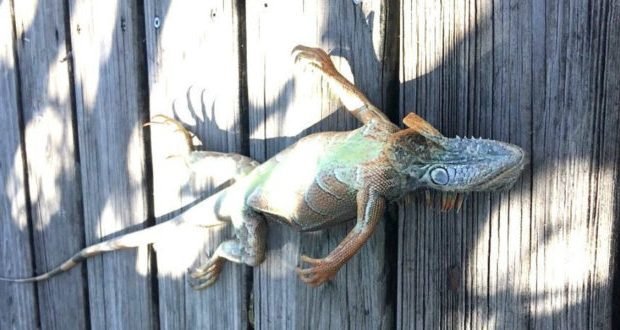 iguana