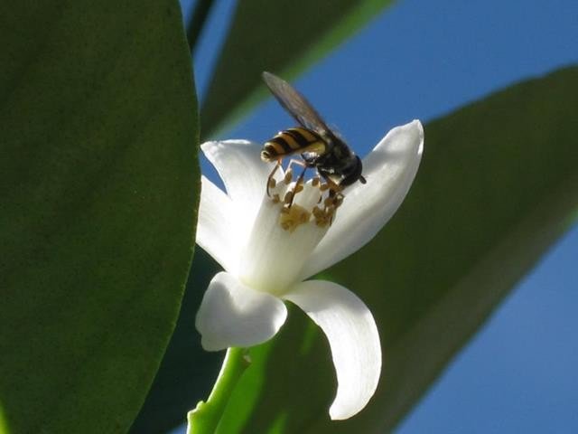 Turning_Orange_Blossoms_Visitor_6