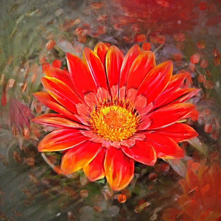 Gazania1