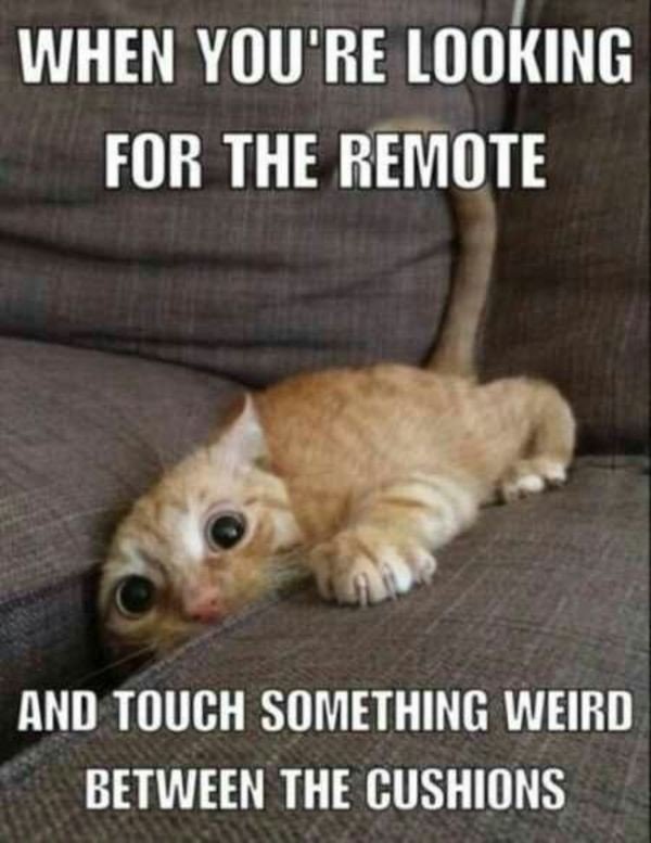 This_makes_me_laugh_all_day_413_1