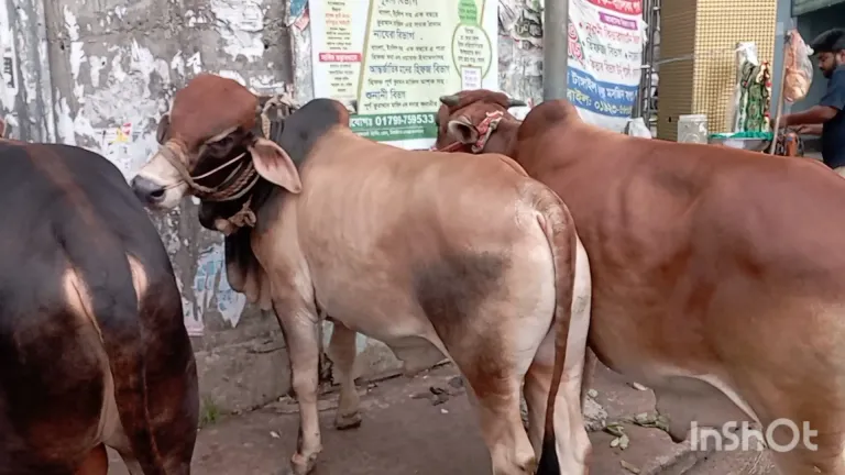 Cattle Market