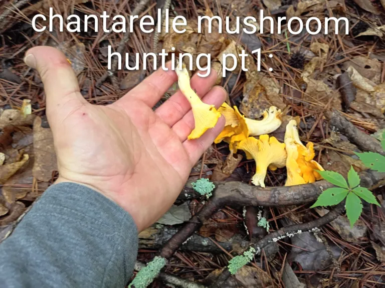 Chantarelle mushroom season is here. Part1