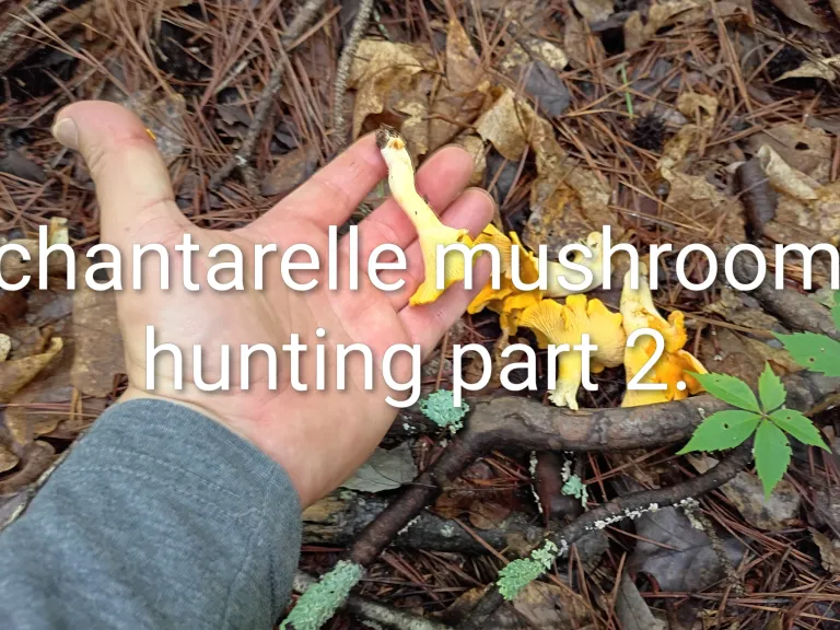 Chantarelle mushroom season is here pt2