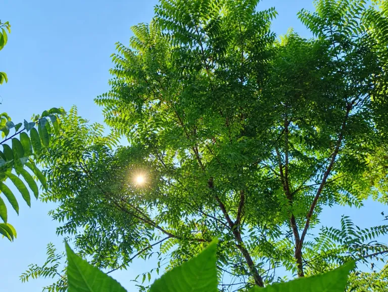 A morning in the gentleness of green nature: Forgetting the mechanical and searching for life 🌿