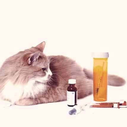 Common-Cat-Medication-Small.jpg
