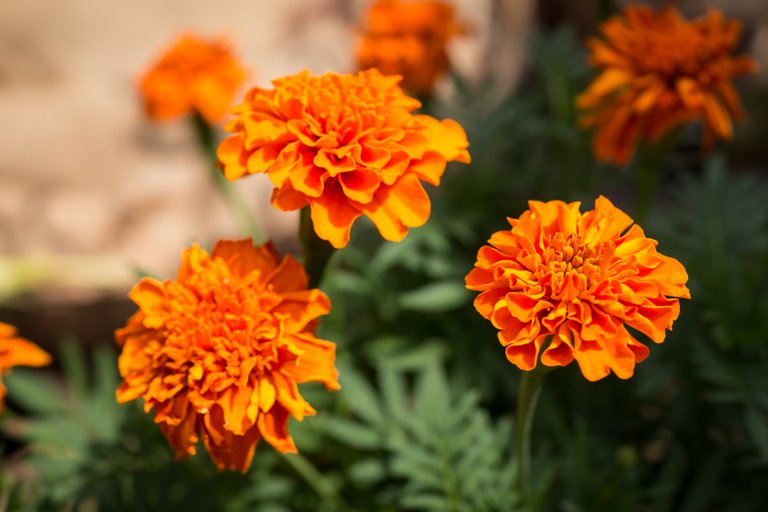 orange flower 1-1.jpg