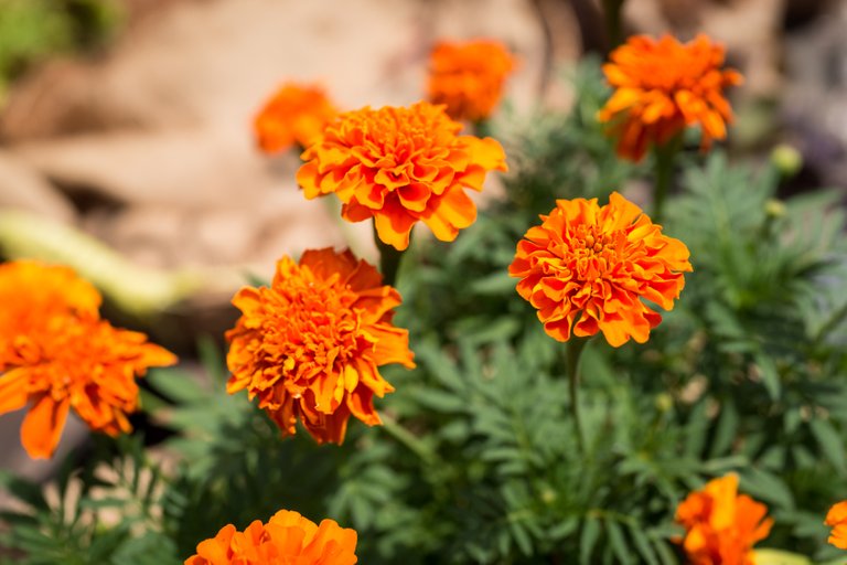 orange flower 2-1.jpg