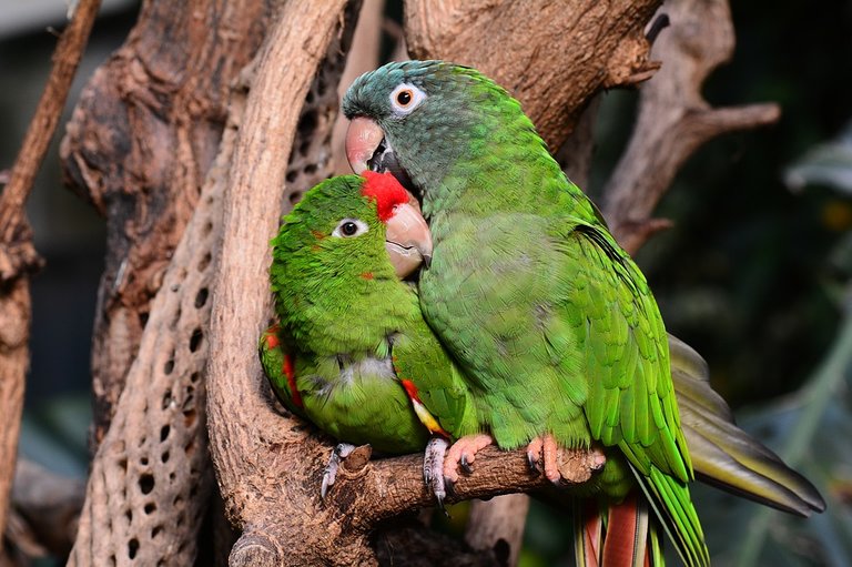 parrot-1271428_960_720.jpg