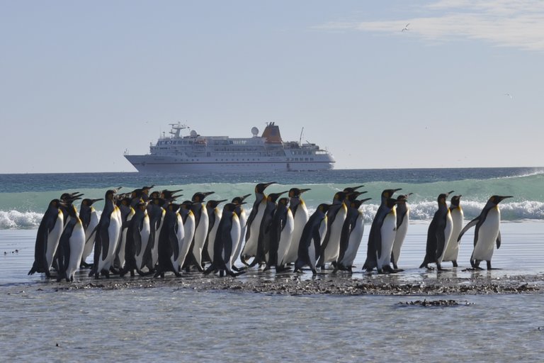 foto_1_volunteer_bay_falkland_inseln_dezember_2012_01.jpeg