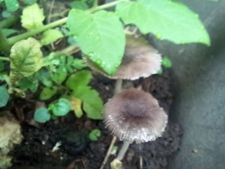 Fragile Does Not Mean Weak