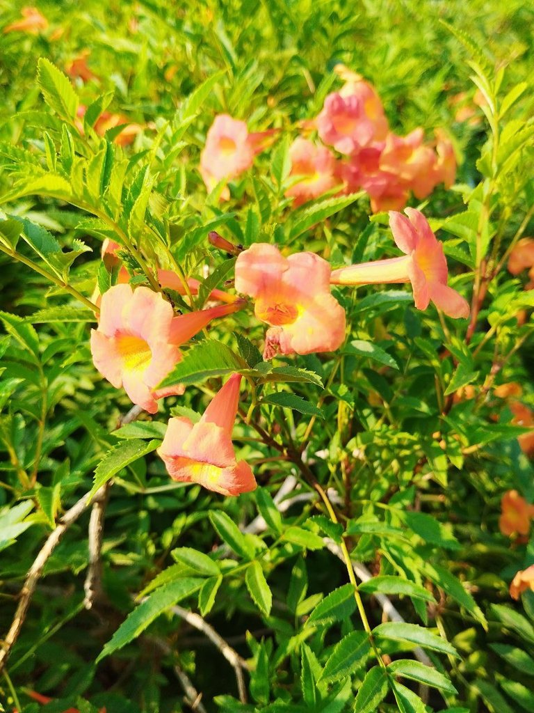flower01.jpg