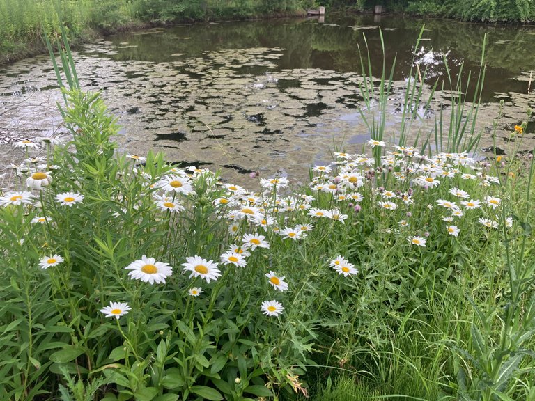 Daisies