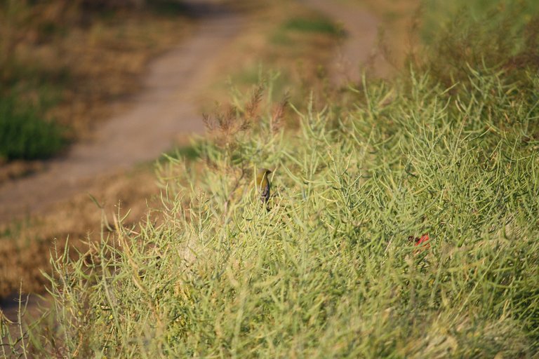 greenfinch_01.jpg