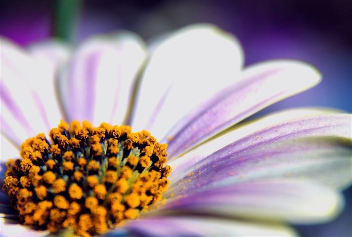 Playfulfoodie macro flower picture purple