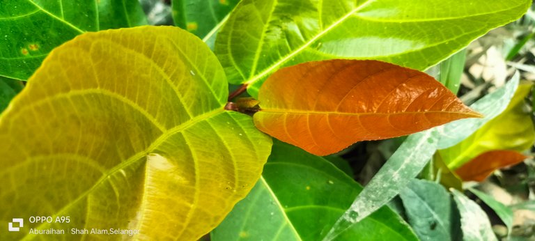 A colorful morning in the colors of nature