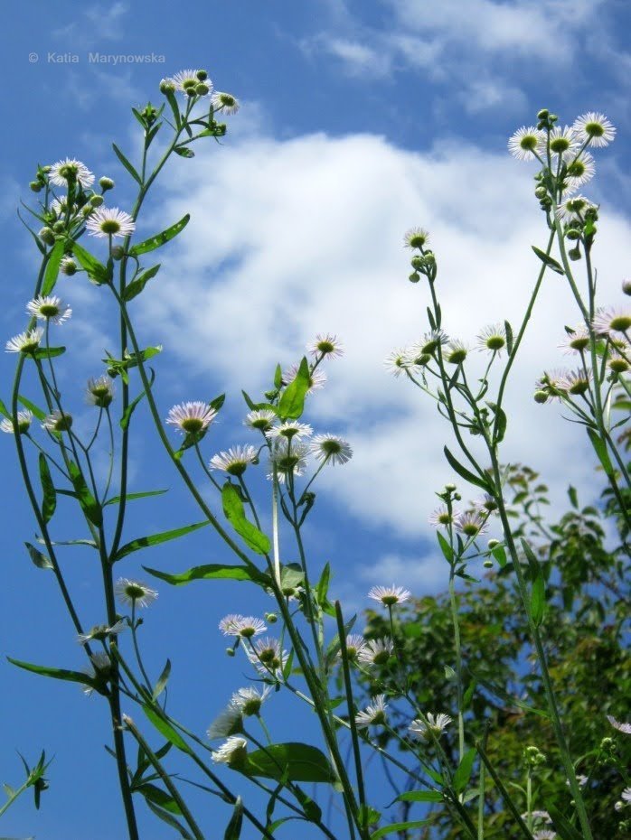 white_little_flowers.jpg