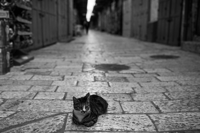 jerusalem_caturday_2021_by_victor_bezrukov.jpg