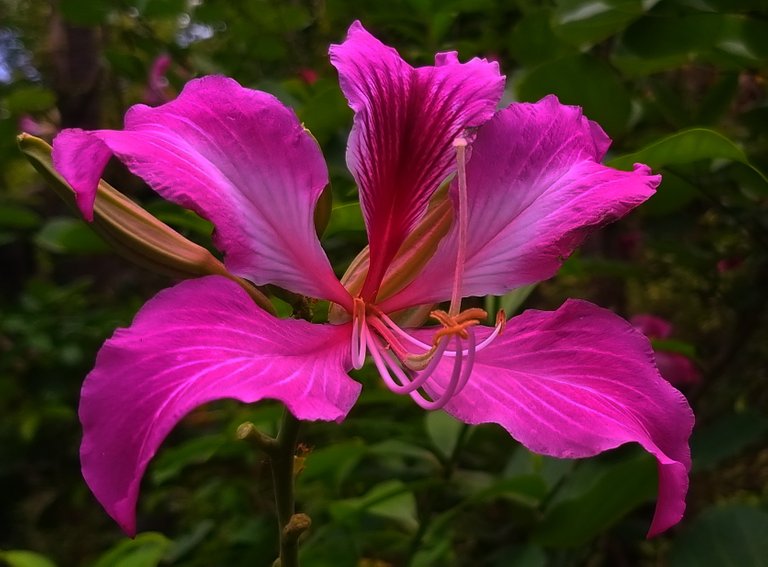 flower_67.jpg