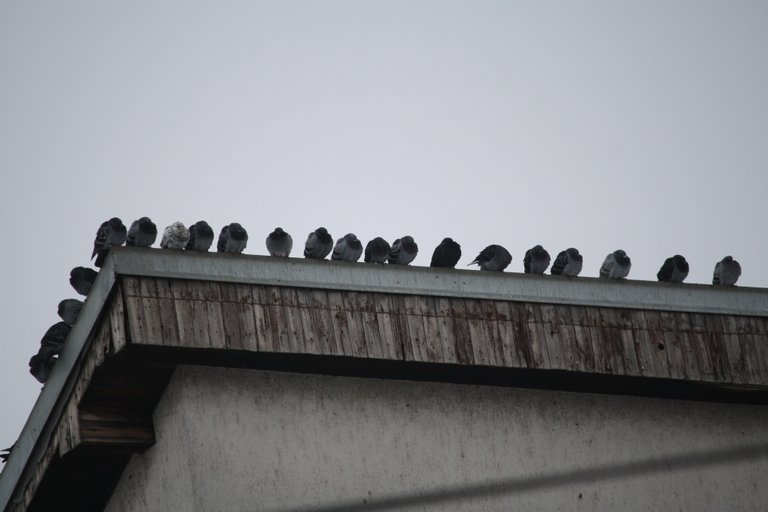 pigeons_02.jpg