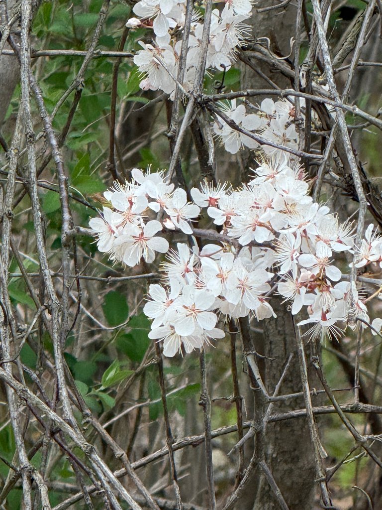 Wild plum or cherry