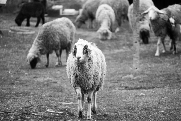 bw_sheep_img_4568.jpg