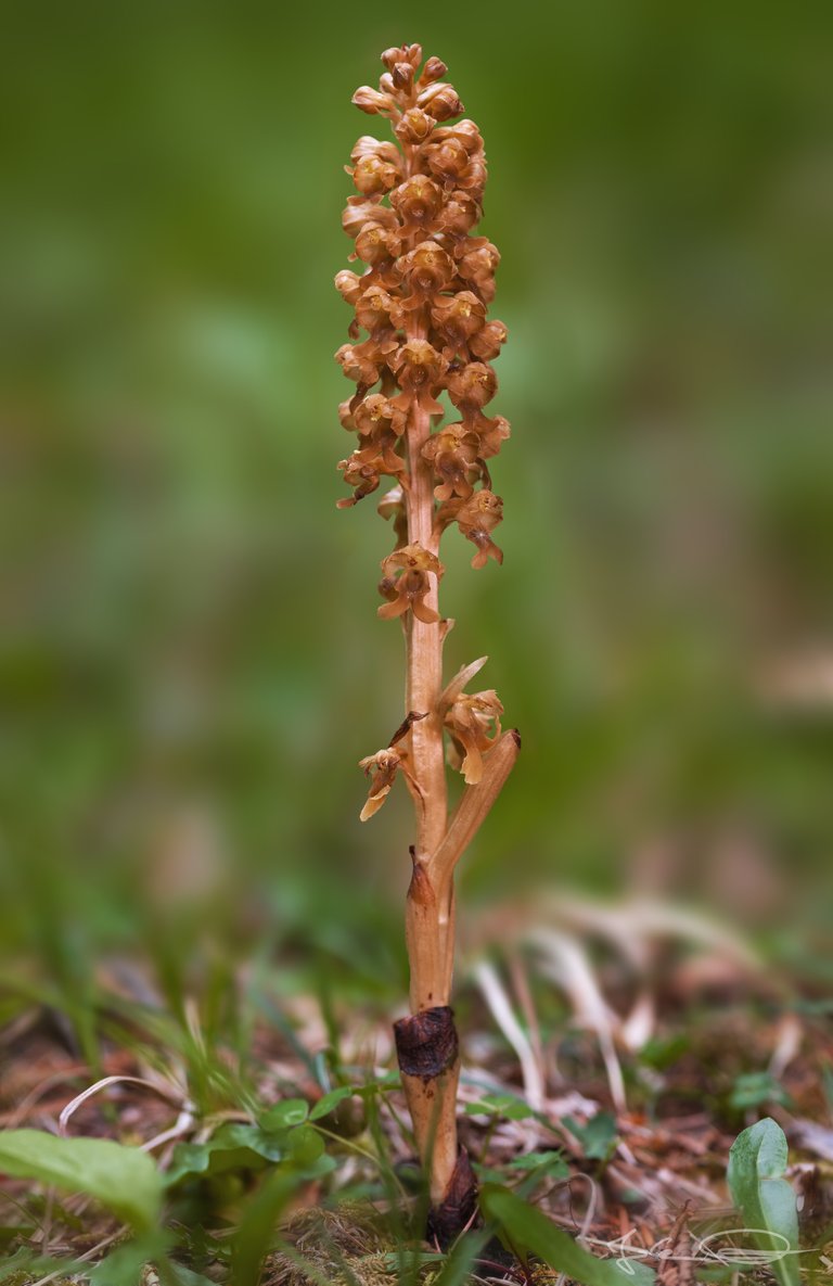 Hive AlphabetHunt Orchid - Neottia Nidus-Avis, the Birds-Nest Orchid