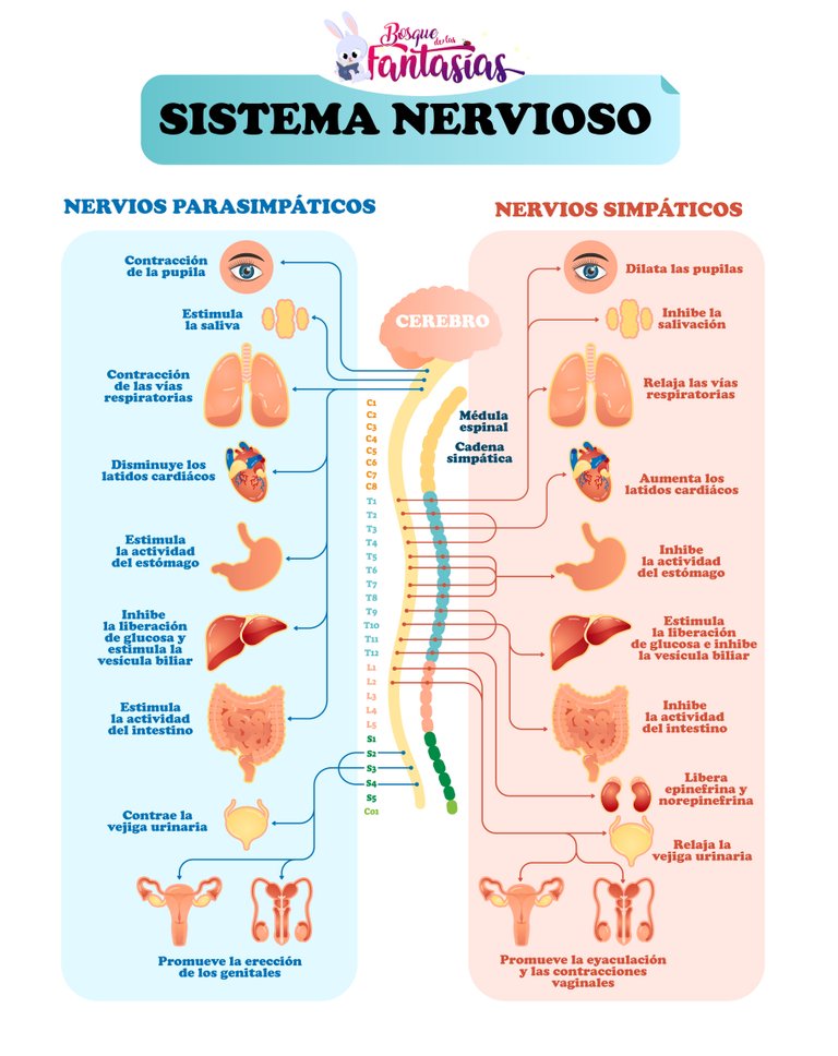 sistema_nervioso_1