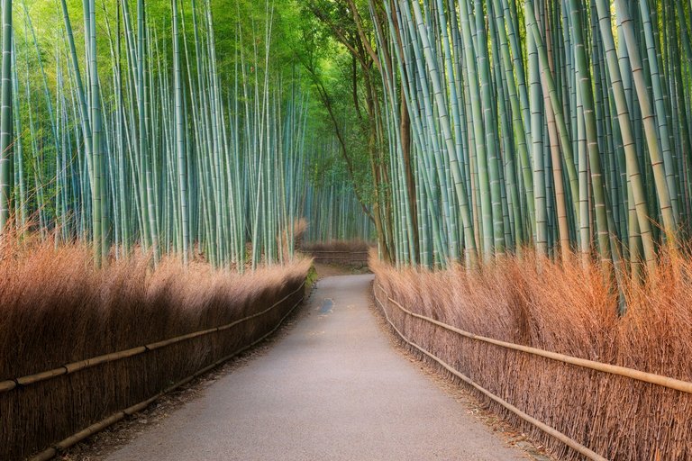 arashiyama_japan_gettyimages_687644524.jpg