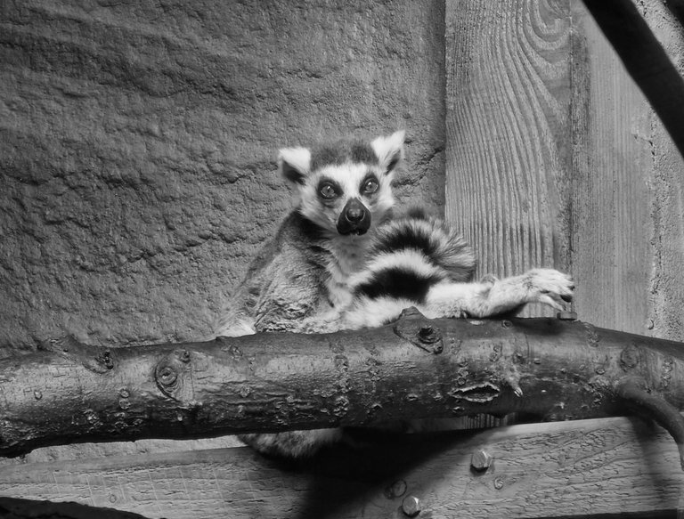 Ring-Tailed Lemur