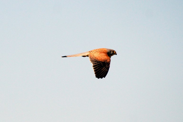 common_kestrel_01.jpg