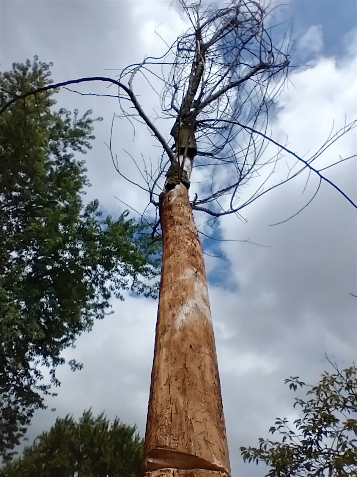 Chopping Down Our Sad Old "Liberty Elm" Tree