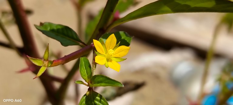 A small yellow flower is seen in the picture