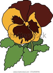 illustration_pansy_yellow_brown_flower_300w.jpg