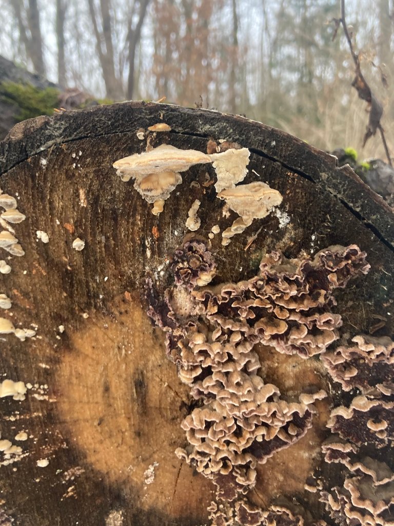 Frost on shelf mushroom