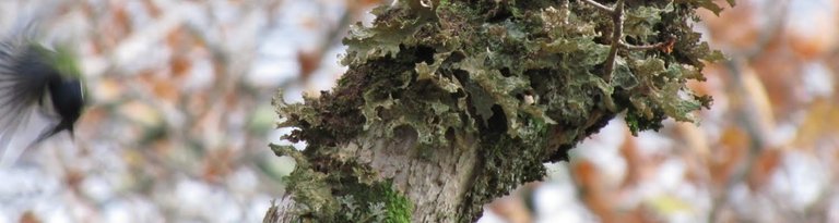 great_tit_and_lichen_24764674476_o.jpg