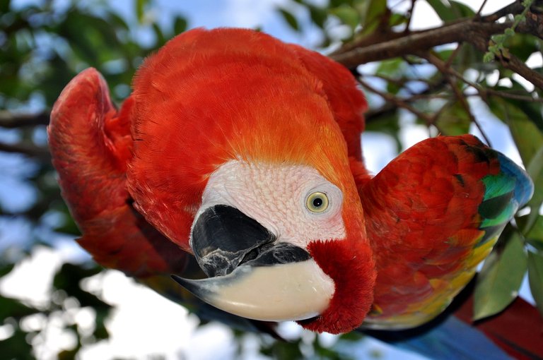 parrot_1312443_1280.jpg