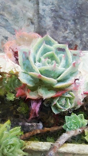 echeveria_art_1.jpg