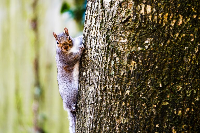 A grey squirrel looks at the camera while climbing a tree